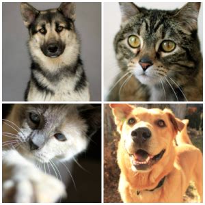 Animal rescue and adoption society. Demi's Animal Rescue - Denver Area Dog & Cat Rescue