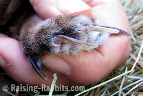 If you suspect an injury, you'll have to physically examine your rabbit's paws for signs of irritation, inflammation, and weakness. Trim claws. Easy claw clipping as part of rabbit grooming