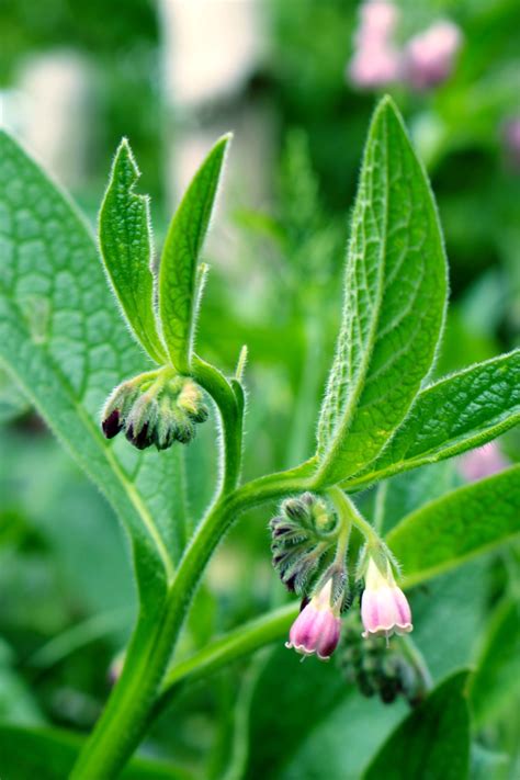 It is a dynamic accumulator, drawing minerals out of the soil and into the roots and leaves, a compost accelerator, a fine ingredient in liquid manure (comfrey tea), beneficial insect attractor, mulch, weed suppressant. comfrey flower