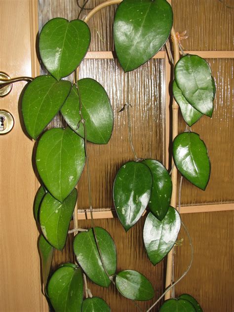 Plenty but let it dry out between. Zielona Przystań Lulu ______: Hoya fusco-marginata