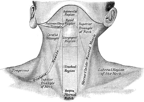 The cervical spine, your neck, is a complex structure making up the first region of the spinal column starting immediately below the skull and ending at the first thoracic vertebra. Front View of Neck | ClipArt ETC