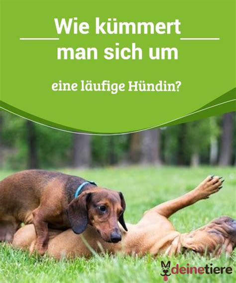 Hündinnen sind ca 21 tage läufig. Wie kümmert man sich um eine läufige Hündin | Hunde, Tiere ...