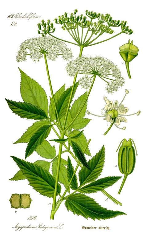 Zoals de naam tuinmansverdriet al doet vermoeden is de plant heel moeilijk te bestrijden eenmaal aanwezig in de tuin. Zevenblad in je tuin? Eet smakelijk! | Tuin en Balkon