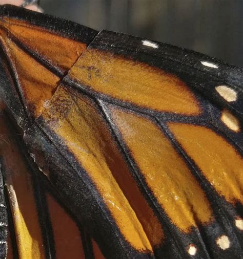 Como llenar el cuadernillo 6 entero / como llenar. Mujer repara el ala de una mariposa. Mirá el resultado ...