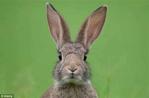 The first of them is already out for you to enjoy. Rabbits are urbanites: City bunnies live in studio apartments and are more lonely | Daily Mail ...