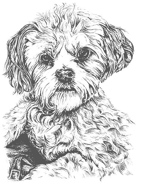 That was awesome puppy coloring pages to print out. Realistic Puppy Coloring Page - coloring.rocks!