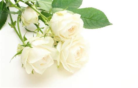 Jual produk buket bunga mawar hitam murah dan terlengkap bukalapak. Khasiat Bunga Mawar Putih Bagi Tubuh Kita | Lintas Lampung