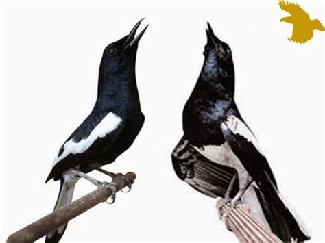 Birds gold finches free vector graphic on pixabay source: Mengenal Burung Kacer | Bapakkicau