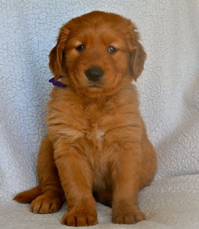 You can find leashes & collars, crates, and also how to housebreak you golden retriever puppies. Red Golden Retriever Puppies Near Me - petfinder