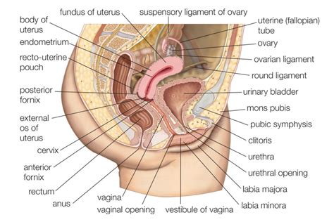 The female reproductive system provides several functions. Male and Female Reproductive Systems