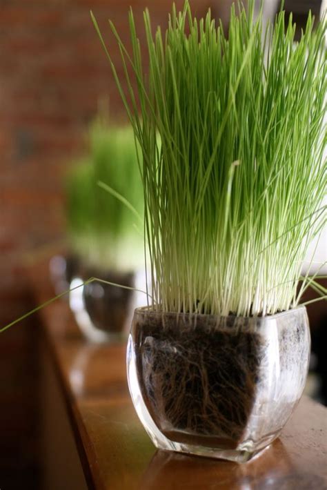 Look for the best wheatgrass juicers, learn what wheat grass therapy is, search for organic wheatgrass growers and wheat grass grinders and get resources about wheat grass therapy. 051d66e651ec8ba819653656cc57bb36.jpg 640×959 pixels | Wheat grass, Grass decor, Indoor herb garden