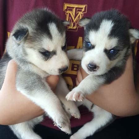 0:35 two dogs, 17 husky puppies surrendered to rcmp during holiday season, spca says. 11 weeks old female and male Siberian husky puppies for ...