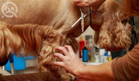 Ranks number to estimate the most accurate weekly salary range for dog groomer jobs, ziprecruiter continuously scans its database of millions of active jobs published. How Much Do Dog Groomers Make Around the World (and Why ...