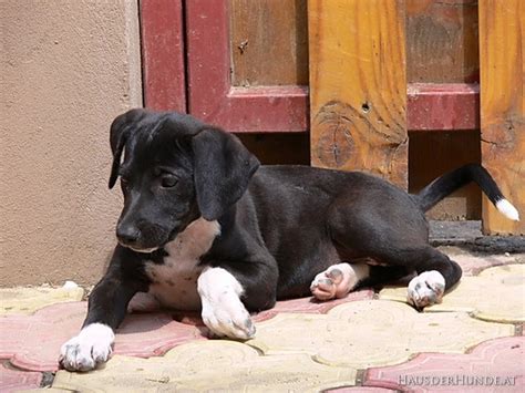 Absperrung für hunde in der wohnung. "Haus der Hunde" sucht dringend gute Plätze für 8 Welpen ...