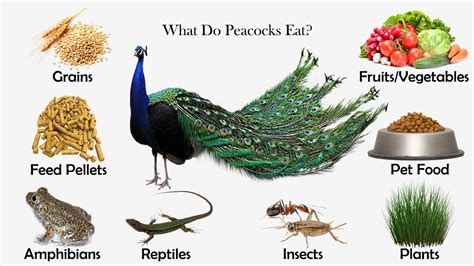 Peacock (peafowl) foods include grains, insects, small reptiles, small mammals. What Do Peacocks Eat? | Feeding Nature