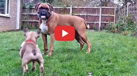 This depends on the dog. French Bulldog Puppy Meets a Boxer Dog Video - PETRAGE