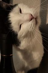 Animated scratch cat head by griffpatch. Cat scratch | Scratching his head on the wine bottle. | Maggie | Flickr