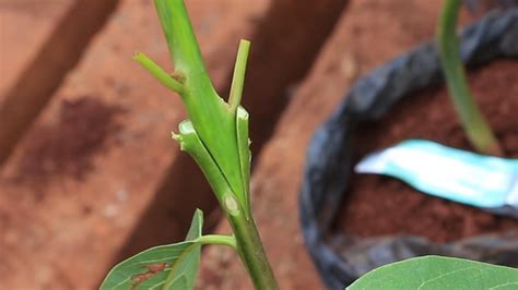 Growing an avocado from seed is the slowest and least reliable way to get true (same as the parent) fruit. How to Graft Avocado Seedling | English & Kikuyu - YouTube
