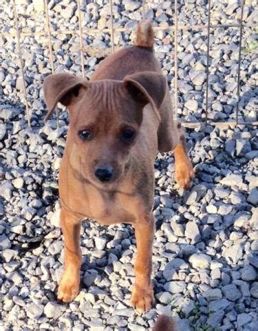 List free classified ads now pet classifieds for all pets & animals: AKC Miniature Pinscher Puppy for Sale in Estacada, Oregon Classified | AmericanListed.com