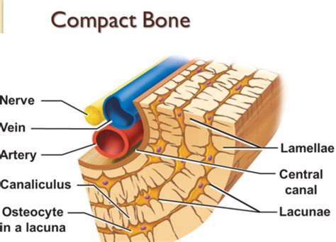 Aug 05, 2021 · endocrine pancreas the transcription factor pax6 functions in the specification and maintenance of the differentiated cell lineages in the endocrine pancreas. Compact Bone Diagram Lacunae : Bone Histology General ...