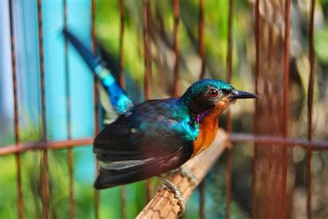 Harga ini untuk decu wulung terbaru. Cara Merawat Burung Kolibri Wulung Agar Cepat Gacor Bunyi ...