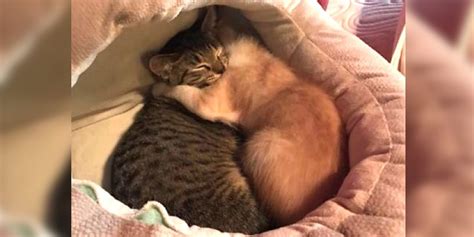 There's that old saying about eyes being the. Kitten Cries After His Siblings Were All Adopted Finds ...