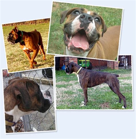 It's a medium to large dog breed at about 21 to 25 inches tall, weighing. Winn Creek Boxers | Graham, North Carolina
