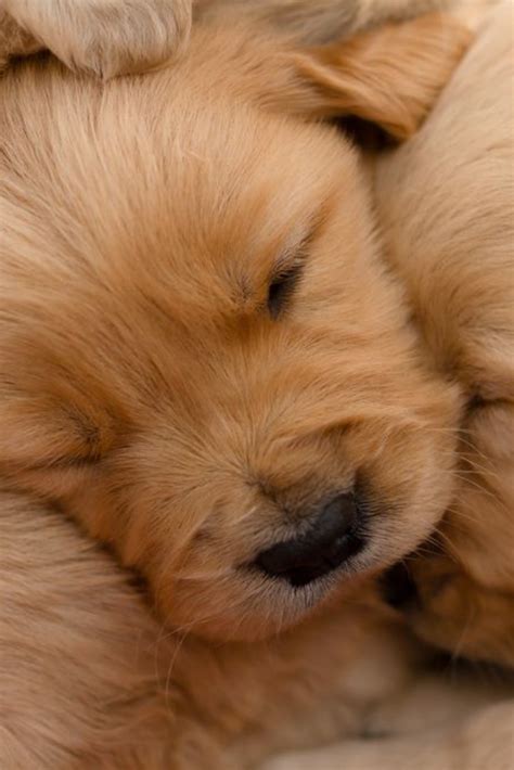 Golden retrievers always rank high among the most popular breeds in the united states. Newborn golden retriever #goldenretriever | Golden ...