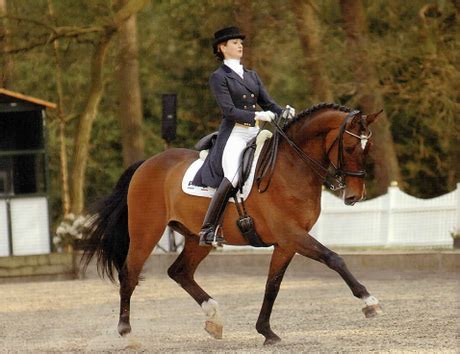 Anche le condizioni del cavallo sono gravi al punto che una veterinaria consiglia di abbatterlo. Luomo Che Susssurrava Ai Cavalli Alta Definizione ...