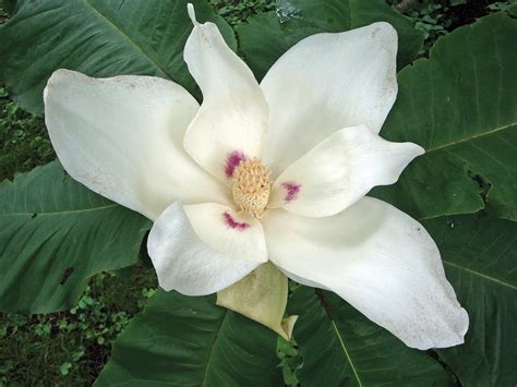 This species boasts the largest simple leaf and single flower of any. Magnolia macrophylla - Arnold Arboretum | Arnold Arboretum