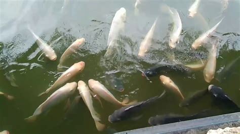 The diners are seated in bamboo huts over a small pond, that looks like is home for most of the fish on on the menu. VEG FISH FARM THAI RESTAURANT || HULU LANGAT - YouTube