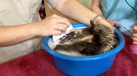 It's also a different sensory experience for them — which is all part of their development. Baby Echidna Gets Bubble Bath - YouTube