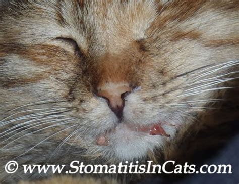 Some are simple to treat; Toys For Stomatitis Cats | What cat, Cat playing