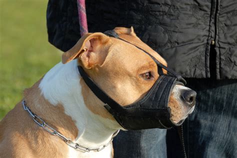 Ce qu on met à quelques animaux pour les empescher de mordre, ou. Muselière pour chien : types, critères de choix, prix - Ooreka