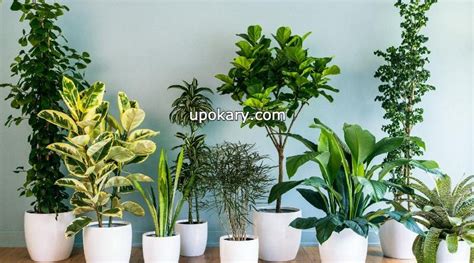 Discover how to fight them and save your crops. Indoor plants that will keep indoors cool and pollution ...