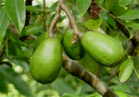 Covering the malay peninsula and the fascinating island of borneo stands malaysia, the most beautiful country of south east asia. Ambarella - Spondias dulcis - Trees