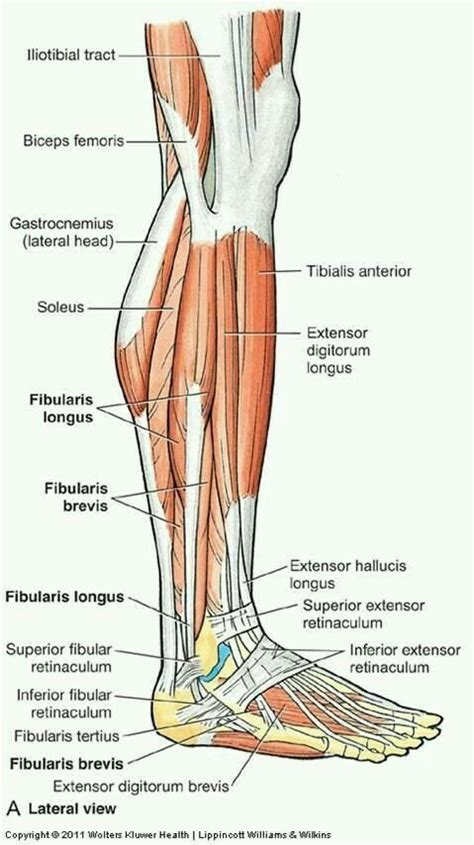 In order to help understand the conditions causing hip pain and their surgical treatment, it is important to first have a basic understanding of the anatomy of the hip and how it functions. Hip Flexors: Leg Muscles - Lateral (Torn Hip Flexor) # ...