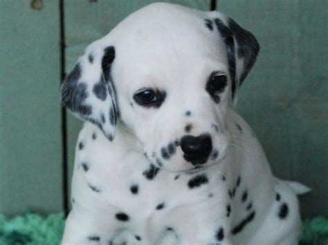 Looking for a dog breeder in dallas texas? Dalmatian Puppies For Sale | Dallas, TX #258652 | Petzlover