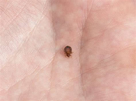 Hopefully this information will help you control bed bugs if you decide to do it yourself. End of Lease Flea Treatment | Pesti Pest Control Perth