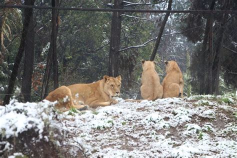 For aquaria, see list of aquaria. VIDEO Animales del Buin Zoo se divierten con la nieve ...