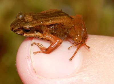 Bail antilles was a human male from the planet alderaan. Rediscovery of the Martinique dendrobatid frog Allobates ...