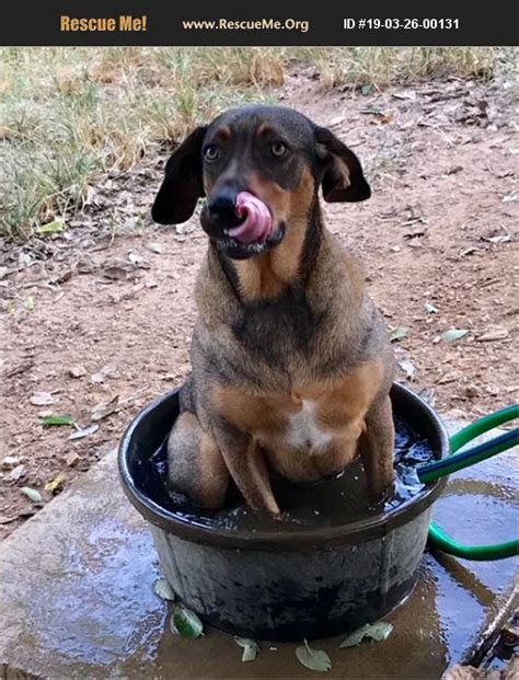 Diamonds in the ruff rescue ohio. ADOPT 19032600131 ~ Australian Kelpie Rescue ~ Columbus, OH