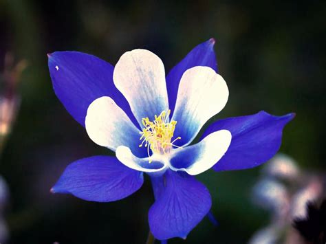 Scopri ricette, idee per la casa, consigli di stile e altre idee da provare. Best 47+ Columbine Wallpaper on HipWallpaper | Columbine Shooting Wallpaper, Columbine Wallpaper ...