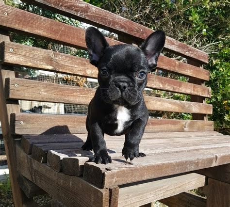 Advice from breed experts to make a safe choice. View Ad: French Bulldog Puppy for Sale near California ...