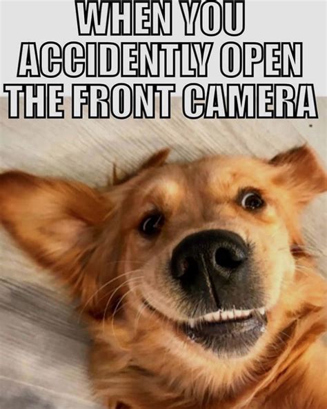 R/meme is a place to share memes. Top 10 Golden Retriever Memes To Make You Laugh! | PetPress