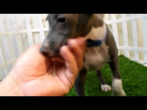 Sire texas tango's tippin teals (american style) pennhip ce… puppies for sale mini greyhound puppies for sale san diego ...