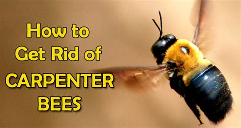 This can be a dangerous job, as you will be threatening the inhabitants of that nest, so always be prepared. How Do I Get Rid Of Bumble Bees In My House - Everyday ...