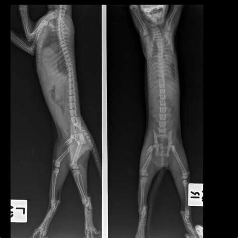 Si parla di malattia autoimmune indicando genericamente un gruppo di diverse malattie causate da una reazione immunologica all'intero del corpo. Gatti zoppicanti: cause comuni e trattamento - My Animals