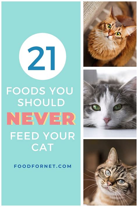 How much wet food to feed a cat every day? 21 Foods That You Should Never Feed Your Cat | Food For Net