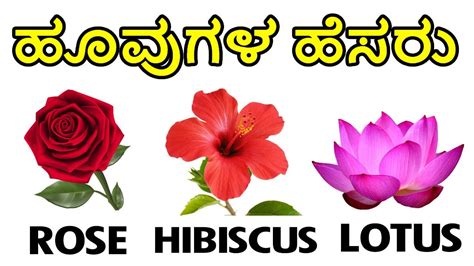 The atmosphere is fresh when flowers are present. Learn Flowers Names in English and Kannada || ಹೂವುಗಳ ಹೆಸರು ...